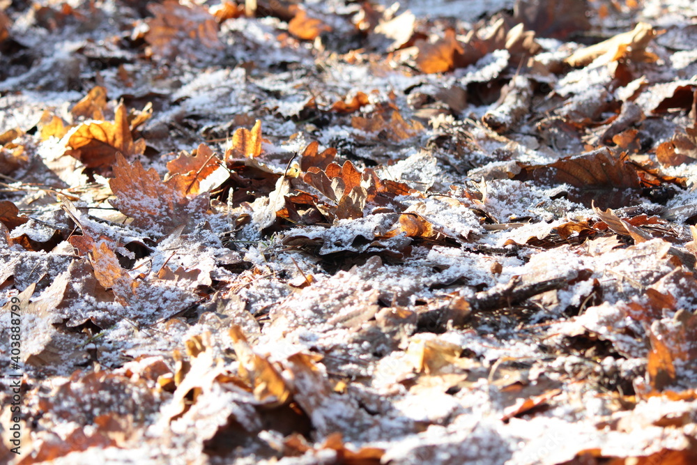 Brown leaves lying on the ground covered with white frost
Brown leaves lying on the ground covered with white frost