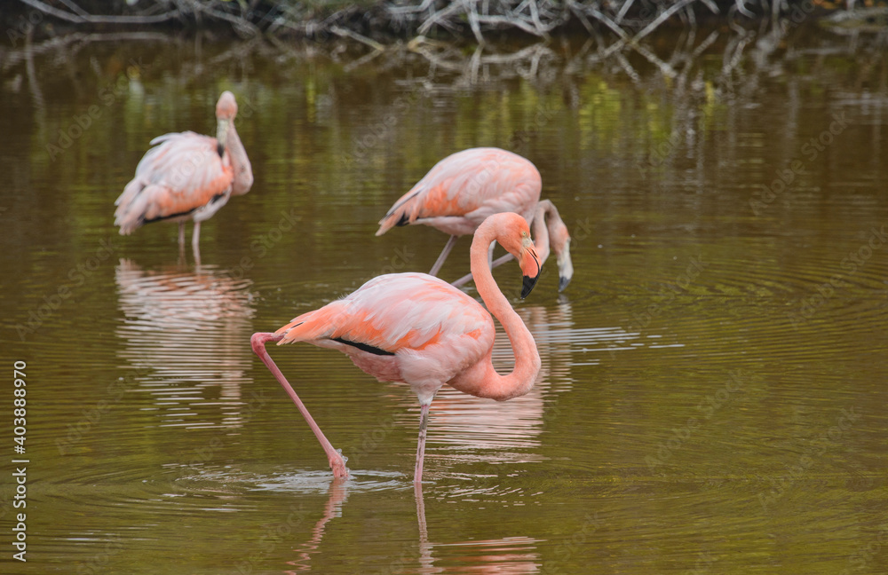 Galapagos Flamingoes in Isla Isabela, Galapagos Islands, Ecuador