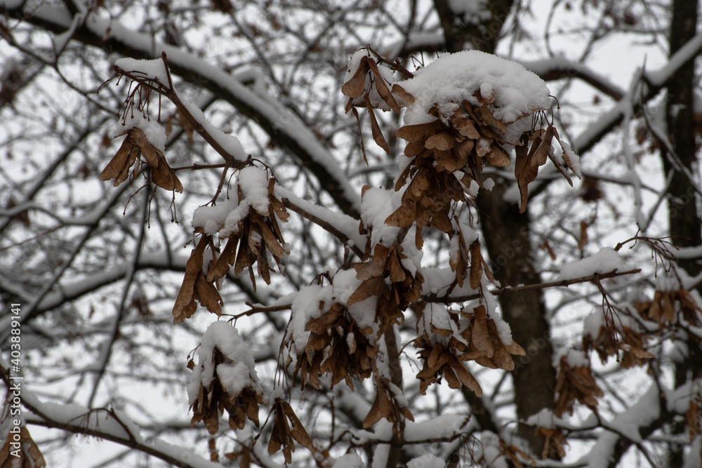 Close-up of brown sycamore maple (Acer pseudoplatanus) winged seeds (samaras) covered in fresh snow
