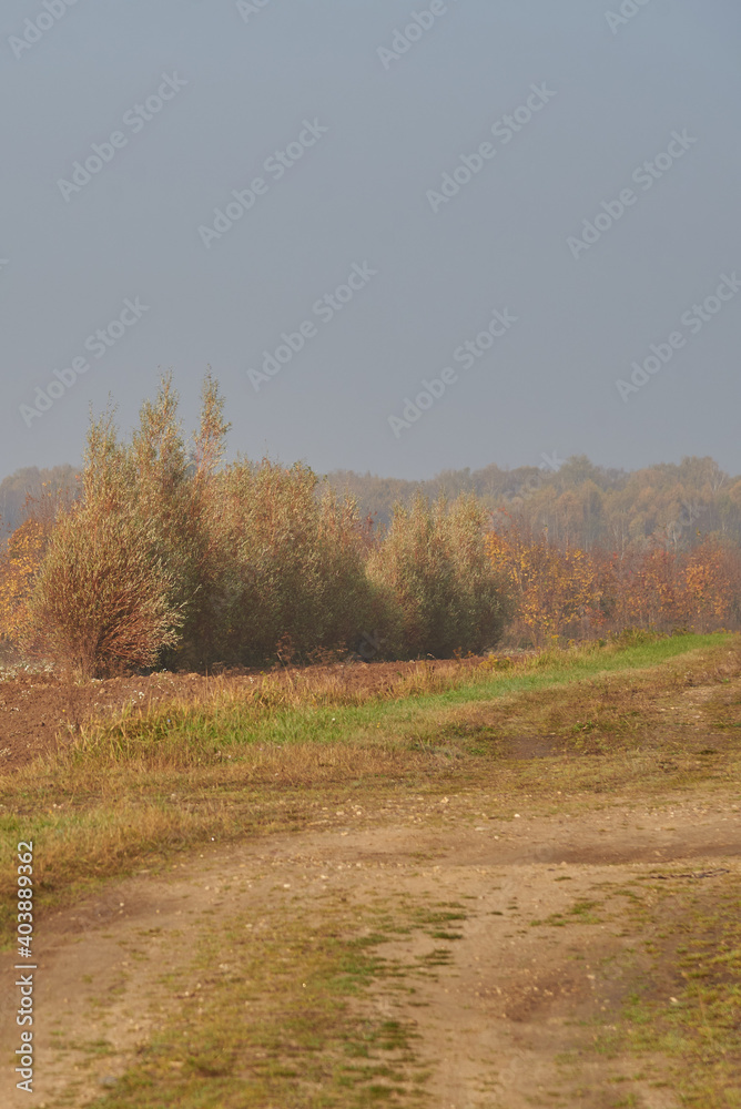 Dirt road in the fields, going into the forest. Dirt road in the fields, going into the forest.