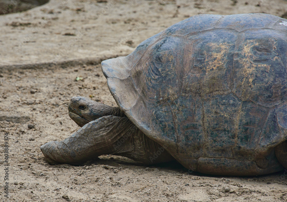 Galapagos giant tortoise (Chelonoidis nigra), Isla Isabela, Galapagos Islands, Ecuador