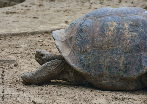 Galapagos giant tortoise (Chelonoidis nigra), Isla Isabela, Galapagos Islands, Ecuador