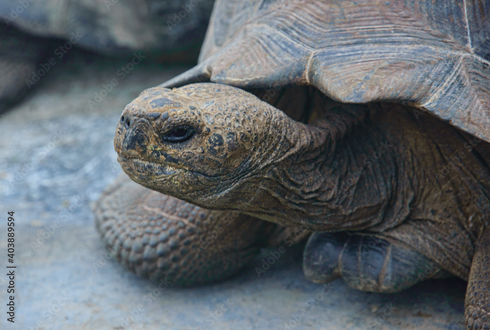 Galapagos giant tortoise (Chelonoidis nigra), Isla Isabela, Galapagos Islands, Ecuador