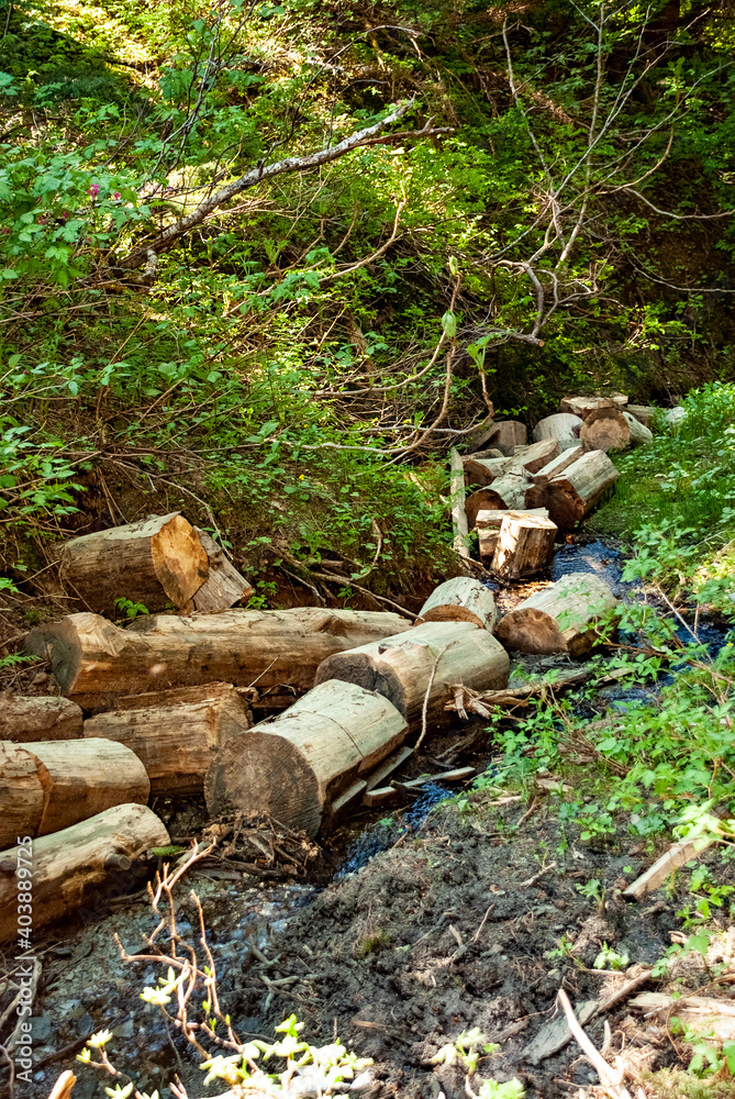 Forest view - Tongass National Forest - Juneau
