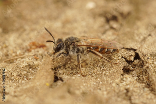 A female Red-beliedm miner , Andrena ventralis,  crawling around in the sand © Henk