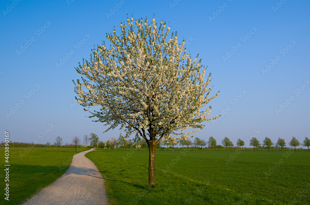 Obraz premium Frühling in Hannover.