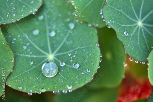 Картината върху платно Beautiful morning close up view of water drops on super hydrophobic surface of nasturtium green leaves
