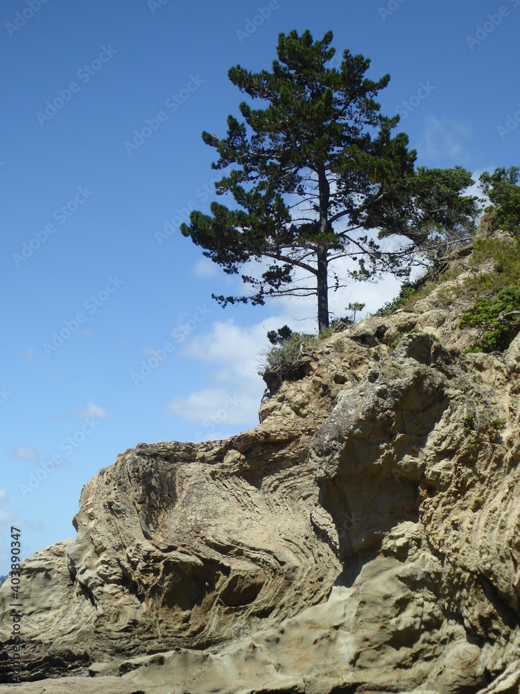 Tree perched precariously on top of a cliff Tree perched precariously on top of a cliff