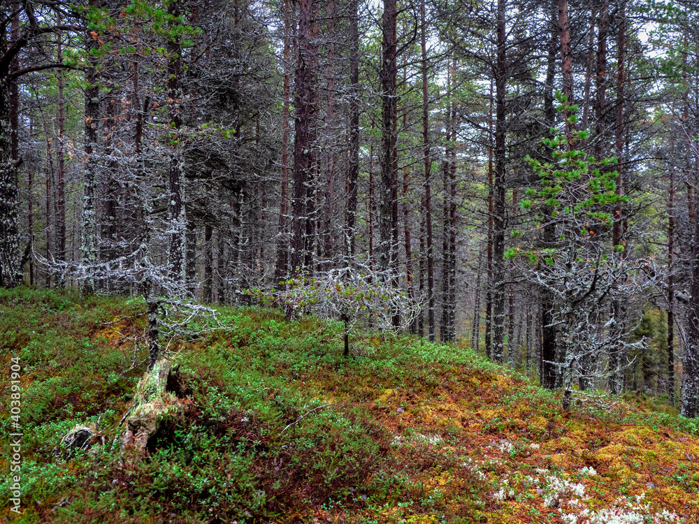 Obraz premium Fabulous Northern forest. Trees covered with moss. Natural background. Deep forest.
