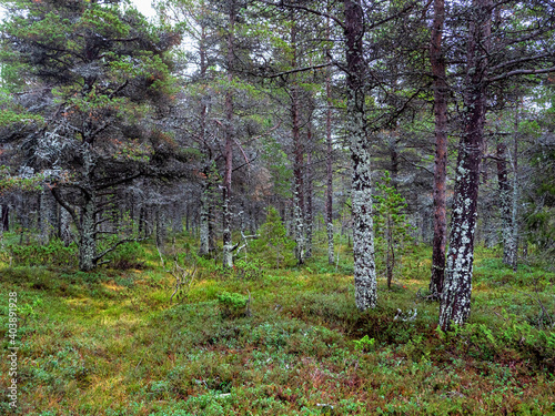 Mystical northern forest. Trees covered with moss. Natural background. Deep forest on the Kola Peninsula.