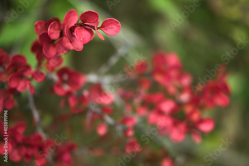 Beautiful autumn background of red leaves of barberry shrub, Dublin, Ireland. Autumnal background. Fall vibes. Copy space. Soft and selective focus