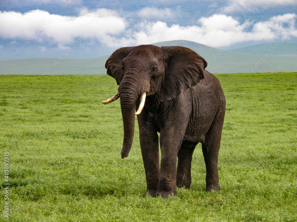 Elephant on the plain