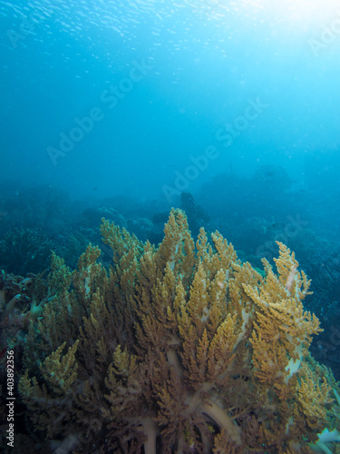 underwater world in Raja Ampat. In foreground a Branching Soft Coral (Genus Litophyton)