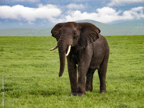 Elephant on the plain