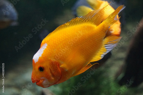 Amphilophus citrinellus - orange fish