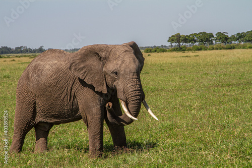 Elephant in th egrass