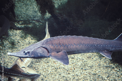 Arowana fish - horizontal photograph