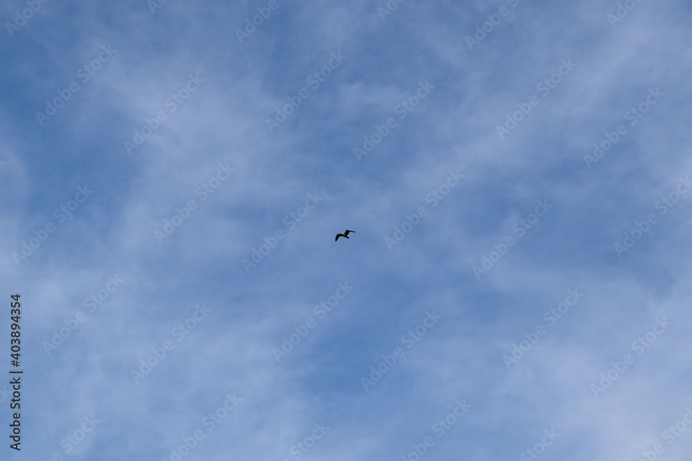birds in the sky birds in the sky