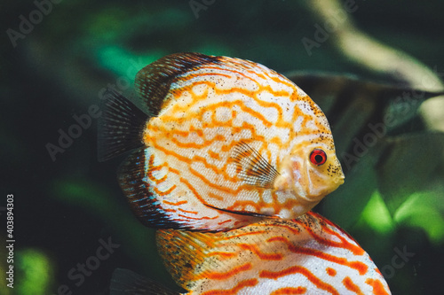 Orange and white discus fish - side view