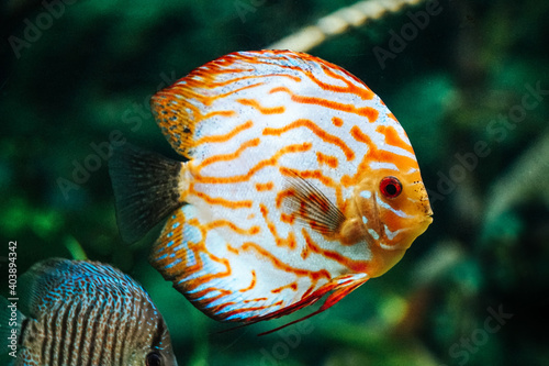 Orange and white discus fish - side view