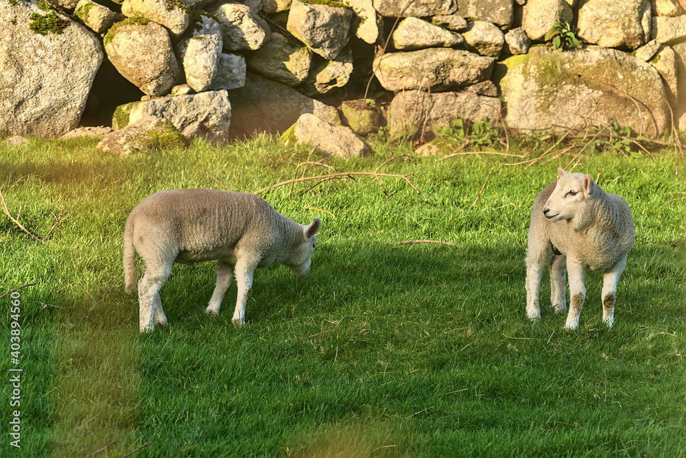Obraz premium Beautiful and very cute lambs grazing on the lawn in the sunny evening along the Cruagh Road (R116), Co. Dublin, Ireland