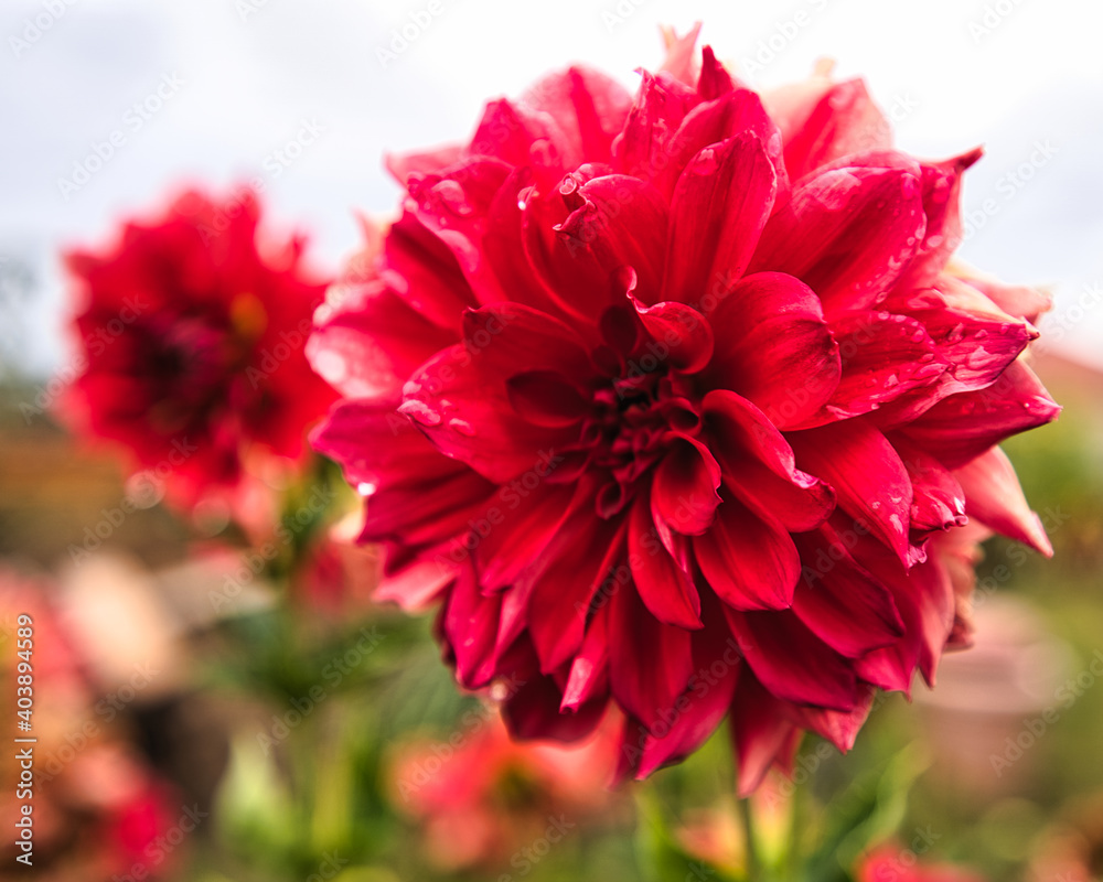 Dahlia
