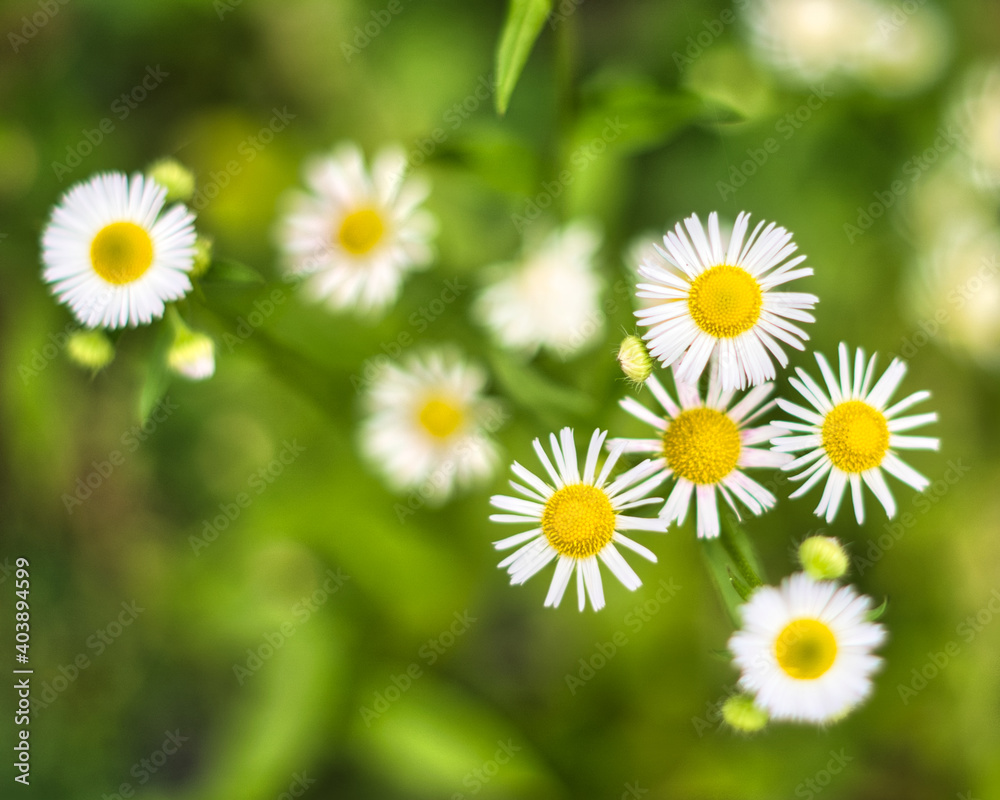 Daisy