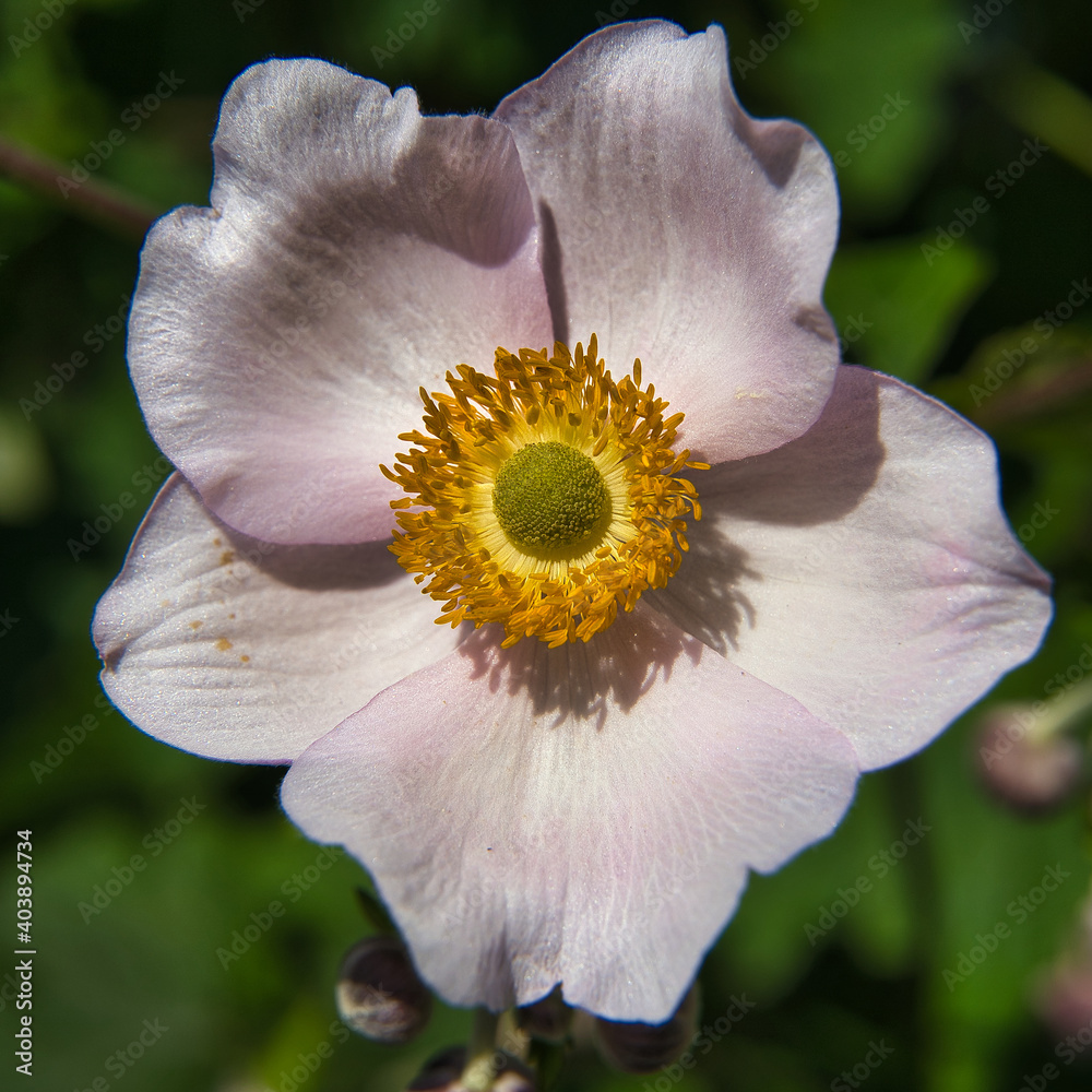 Cosmos Blüte