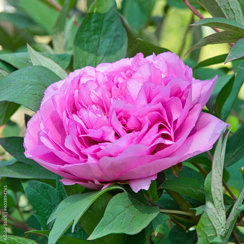 Pinke Rose