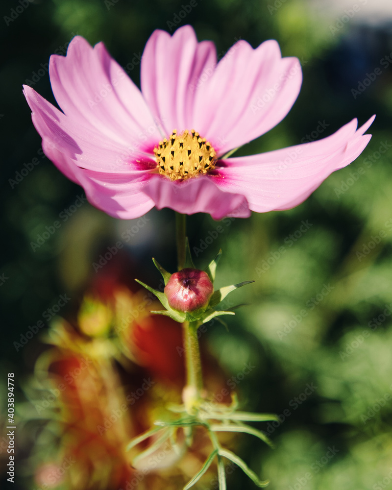 Cosmos Blüte