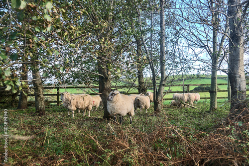 Flock of sheep grazing and resting beside the trees. Sheep farm in Co. Dublin, Ireland