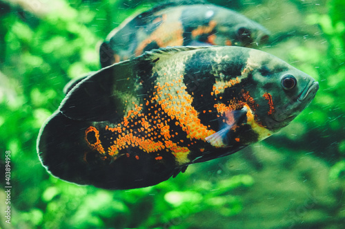 Black and orange gurami fish, plants in background photo