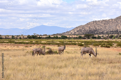 View of Samburu National Reserve, Kenya