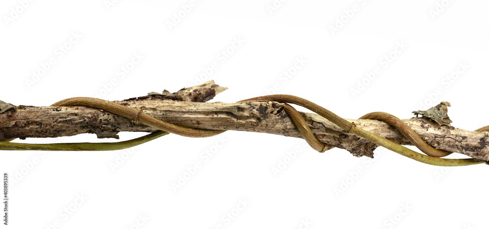 Wild dry liana, jungle vine and tree branch with thorns isolated on white background, clipping path