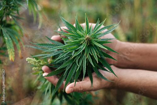 green cannabis leaves