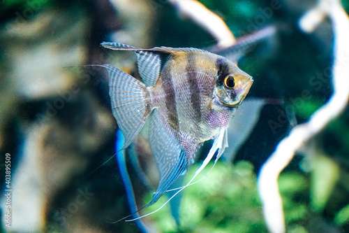 Scalar fish - side view