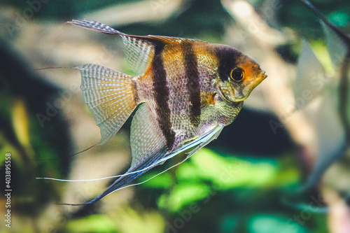 Scalar fish - side view