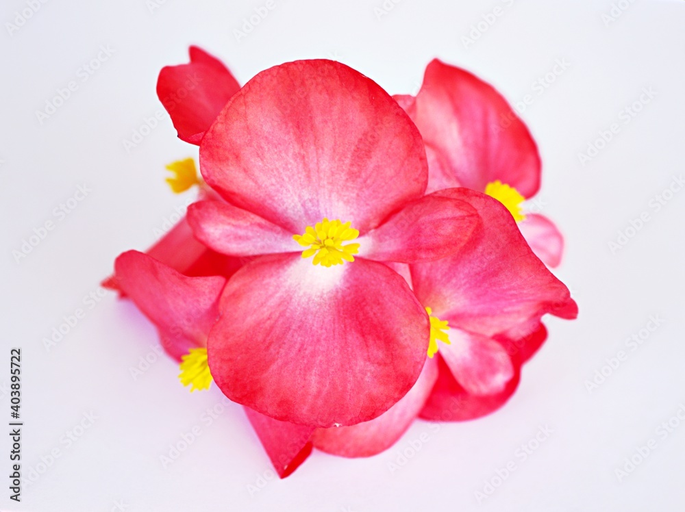 red begonia flower isolated on white background	