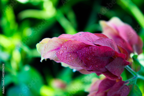 pink rose