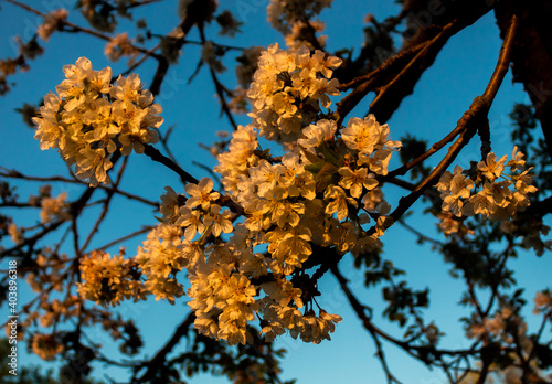 Blooming tree