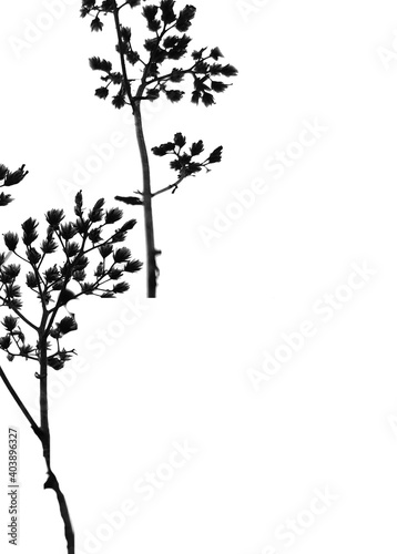 plants silhouettes. tree silhouette isolated on white