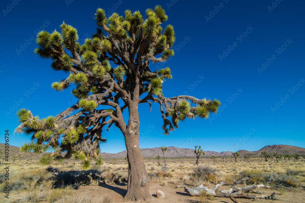 Joshua Tree (Yucca brevifolia) in the Joshua Tree National Park Joshua Tree (Yucca brevifolia) in the Joshua Tree National Park