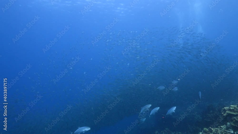 Bait ball, school of fish in turquoise water of coral reef in Caribbean Sea Bait ball, school of fish in turquoise water of coral reef in Caribbean Sea