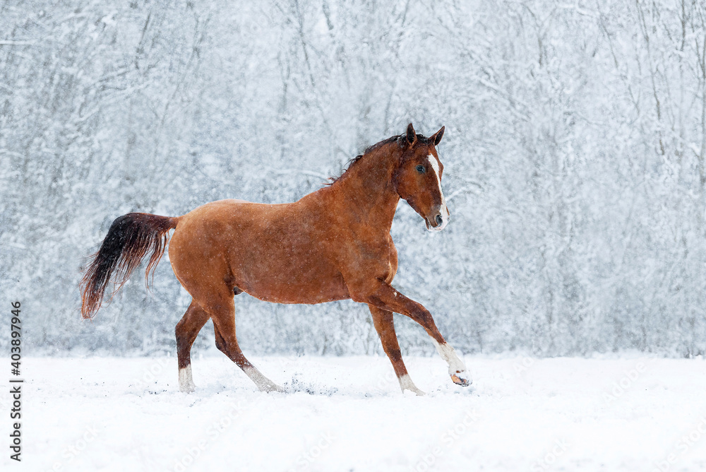 Don breed horse running on the snowy field in winter. Russian golden horse. Don breed horse running on the snowy field in winter. Russian golden horse.