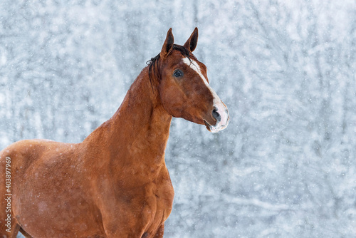 Portrait of Don breed horse in winter. Russian golden horse.