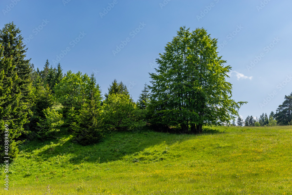 landscape with trees