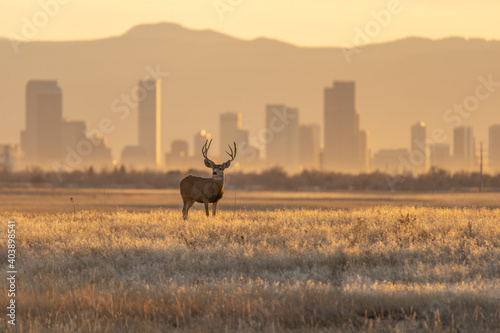 Mule deer against a background of Denver skyline photo