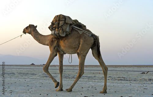 Camel loaded with rock salt on the Assale salt lake, near Hamadela, Afar Region, Ethiopia photo