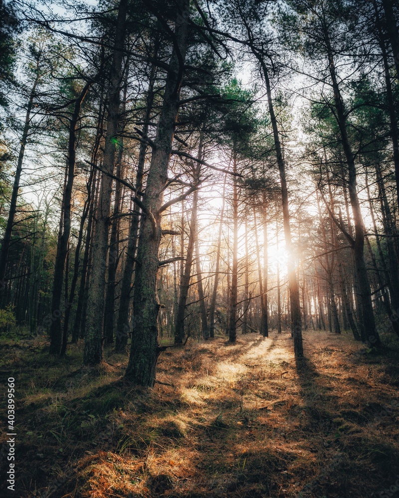 Fototapeta premium morning in the forest