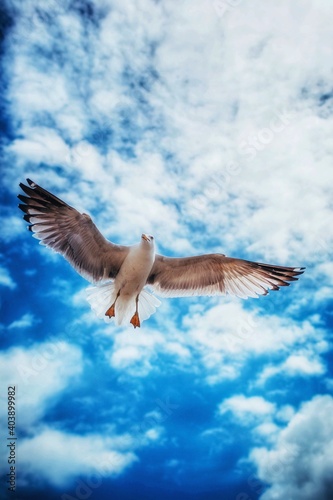 seagull in flight